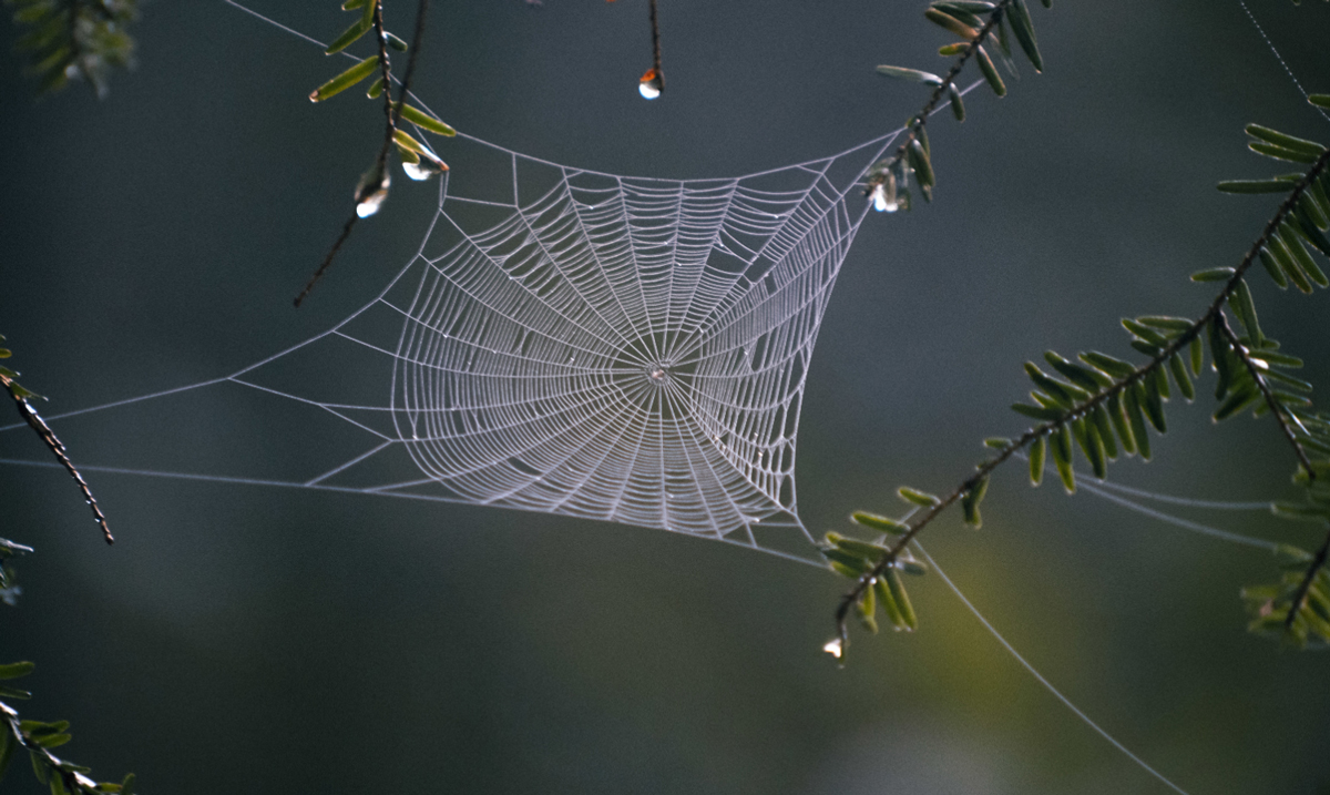 Spinnennetz
